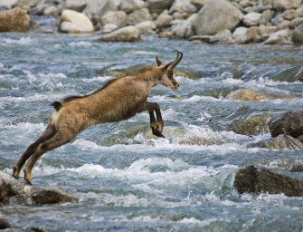 Spektakulärer Gamssprung wird Foto des Monats