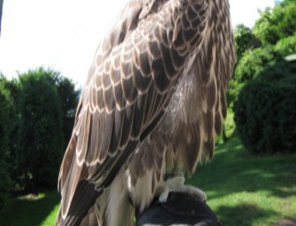 Sakerfalke sucht neues Heim!