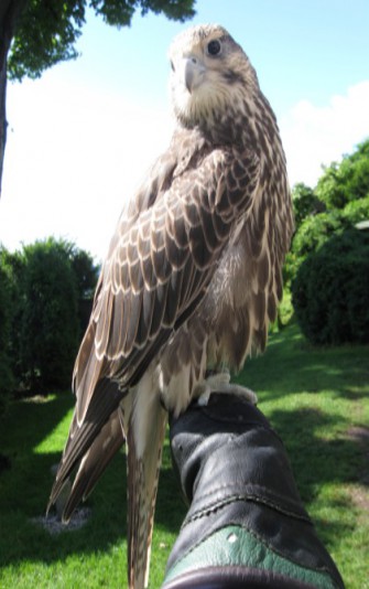 Sakerfalke sucht neues Heim!