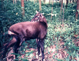 Laos: Vietnamesisches Waldrind entdeckt!