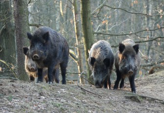 Saarland: Schweinepestmonitoring gestartet