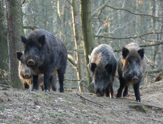 Saarland: Schweinepestmonitoring gestartet