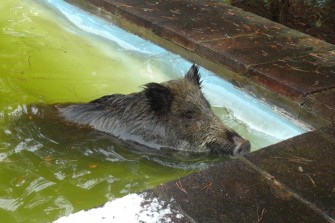 Bache aus Pool gerettet