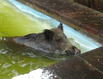 Bache aus Pool gerettet