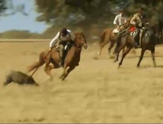 Spanien legalisiert Saujagd zu Pferd