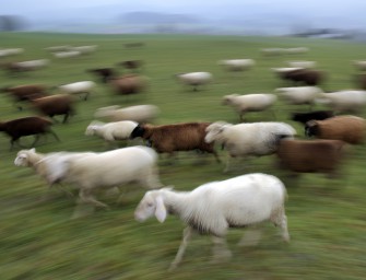 Schweiz: Der Wolf geht um