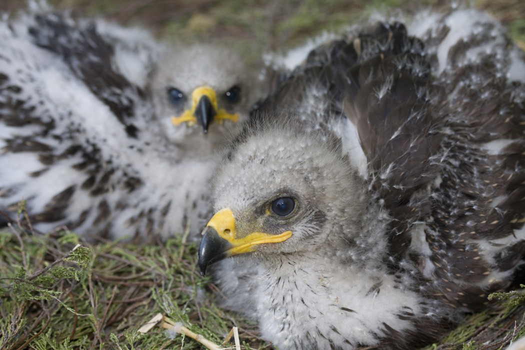 Schreiadlerküken im Nest, Aquila pomarina