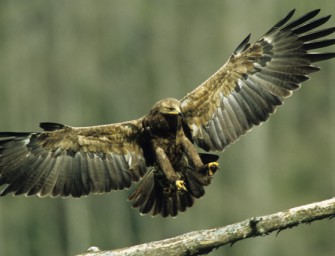 Türkei: Schreiadler gewildert!