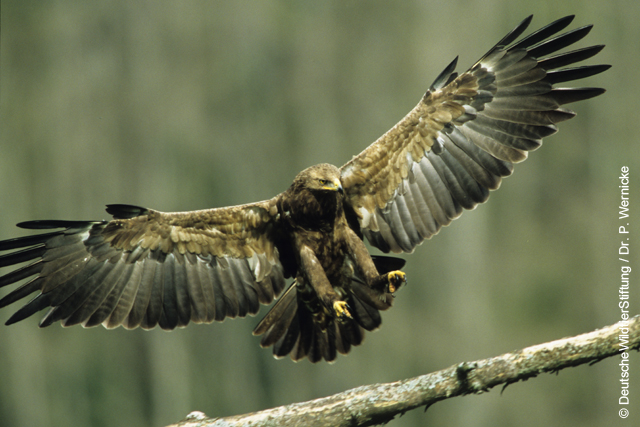Schreiadler, Aquila pomarina, im Anflug auf Ansitz