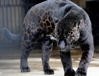 „Bagheera“ im Olivenhain