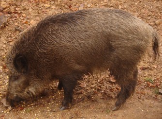 Wien: „Tierschützer“ verhindern Bewegungsjagd auf Schwarzwild