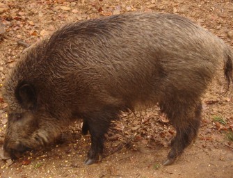 Wien: „Tierschützer“ verhindern Bewegungsjagd auf Schwarzwild