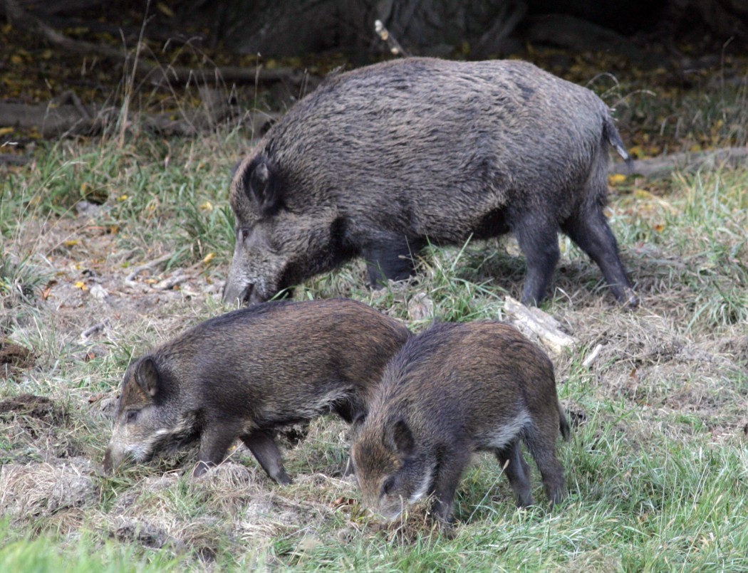 Two wild boar cubs (Sus scrofa) and thei