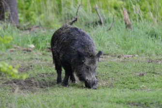 Schwarzwild mit Pony verwechselt