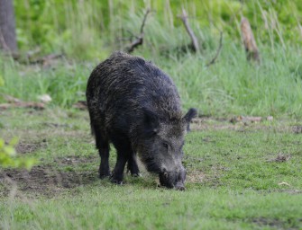 Schwarzwild mit Pony verwechselt