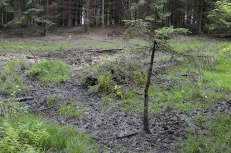 Feuchte Kirrung  jagen an der Suhle