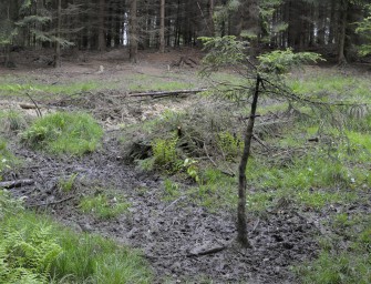 Feuchte Kirrung  jagen an der Suhle