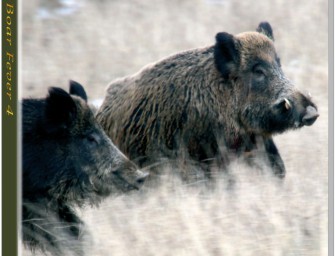 +++NEU+++ Schwarzwildfieber 4 +++NEU+++