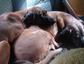 Baden-Württemberg – Blaulichtfahrt rettete überhitzten Hund