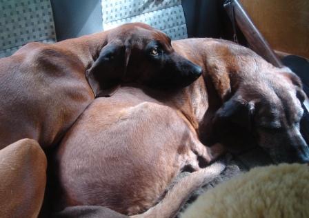 schweihundeauto.jpg