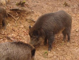 Schweiz – Jagd auf Schwarzwild und Dachse wird verschärft