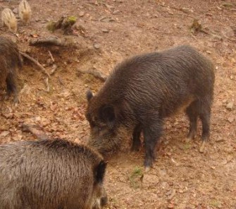 Schweiz – Jagd auf Schwarzwild und Dachse wird verschärft