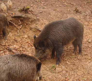 schweineschweiz.jpg