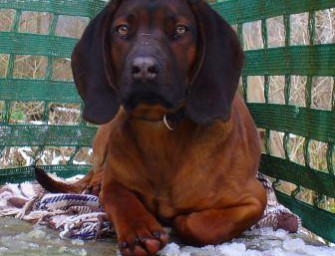 Schweißhund vermisst!