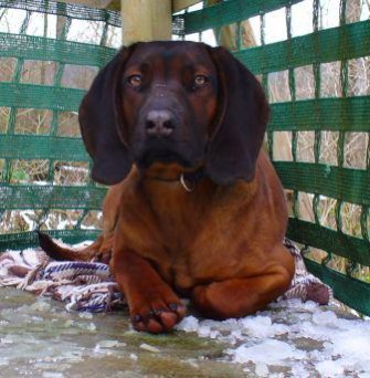 Schweißhund vermisst!