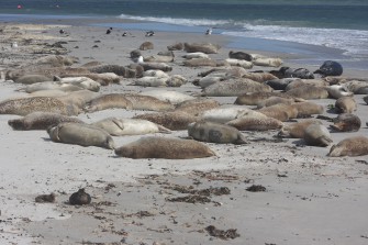 Riesiger Seehund-Bestand