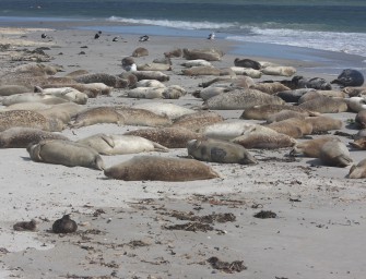 Riesiger Seehund-Bestand