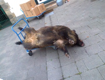 Ein durstiger Keiler