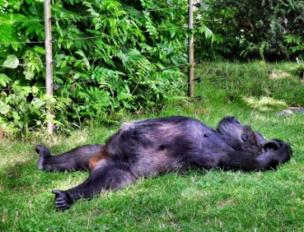 Mit Rotwein gegen Schweinegrippe