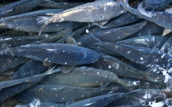 US-Armee geht gegen Karpfenplage vor