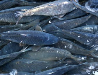 US-Armee geht gegen Karpfenplage vor