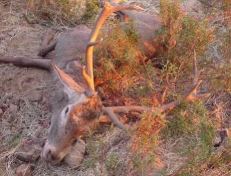 Mecklenburg-Vorpommern – Verendeter Hirsch unter Apfelbaum
