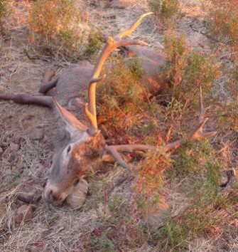 Mecklenburg-Vorpommern – Verendeter Hirsch unter Apfelbaum