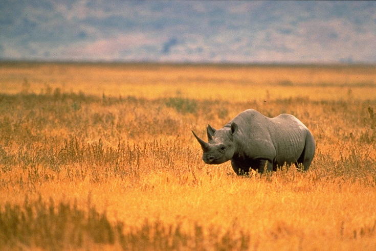 spitzmaulnashornusfws.jpg