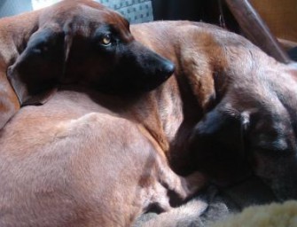 Österreich – Jäger aus Sumpfgebiet gerettet