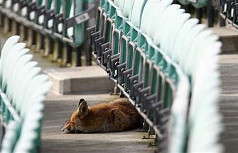 Fuchsangriff in London