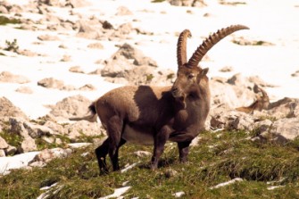 Niederösterreich – Jagd hinterm eisernen Vorhang