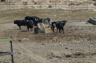Österreich – Stier verletzte Metzger schwer