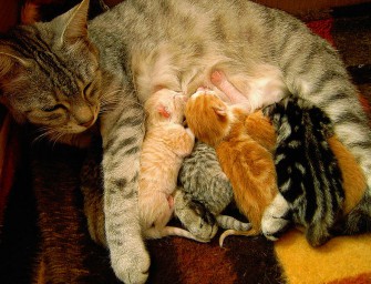 Rheinland-Pfalz: Zwangskastration von Katzen durch Tierschutzbeirat gefordert.