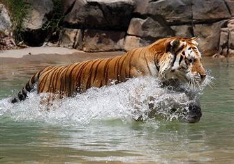 Ältester Sumatra-Tiger Wilderer gefasst