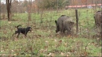 Viele Schwarzwildgatter – Nutzer kommen aus dem Westen