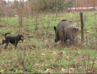 Viele Schwarzwildgatter – Nutzer kommen aus dem Westen