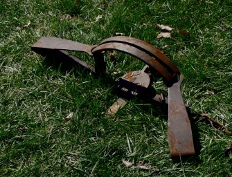 Wilderei auf Vögel im Kreis Rendsburg-Eckernförde