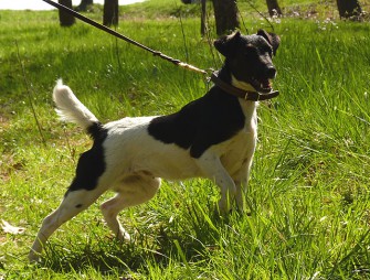Hoffnung für chronisch kranke Hunde