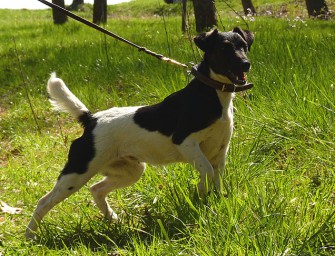 Hoffnung für chronisch kranke Hunde