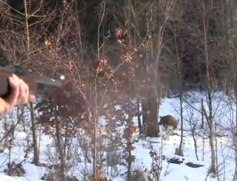 Neue JÄGER – Videos: Wildschweinjagd in Schweden